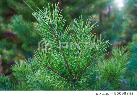 The branches of green pine close-up. Spruce needles. Background of Christmas tree branches. The branches of green pine close-up. Spruce needles. Background of Christmas tree branches. 90099843