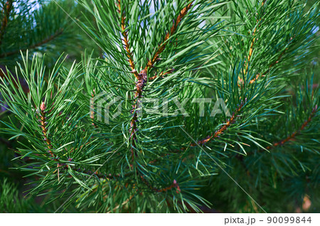 The branches of green pine close-up. Spruce needles. Background of Christmas tree branches. 90099844