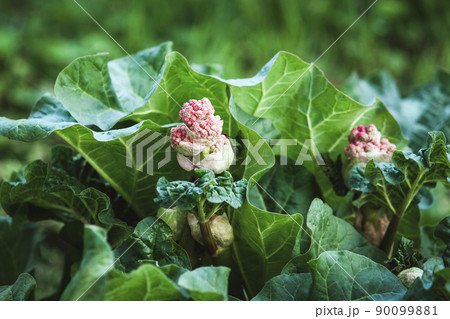 Himalayan rhubarb, Indian rhubarb plant flowering in garden, Rheum australe with flower buds 90099881