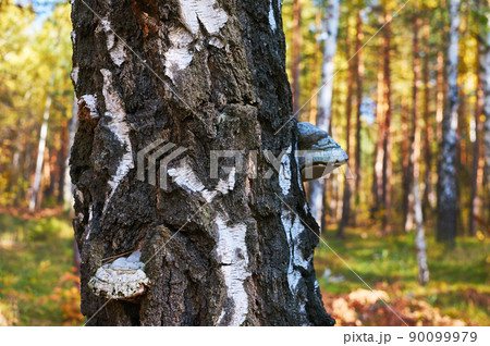 Old dead birch in the forest with a mushroom growing. Old dead birch in the forest with a mushroom growing. 90099979