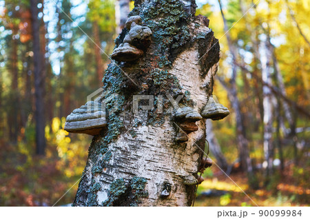 Old dead birch in the forest with a mushroom growing. Old dead birch in the forest with a mushroom growing. 90099984
