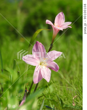 ハブランサス(チェリーピンク) ハブランサス(チェリーピンク) 90100108