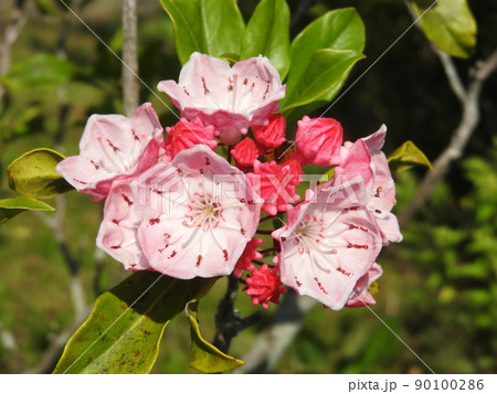 カルミア（アメリカシャクナゲ）の花 90100286