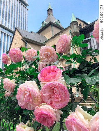 東京赤坂・東京ガーデンテラス紀尾井町のローズガーデン 90100478