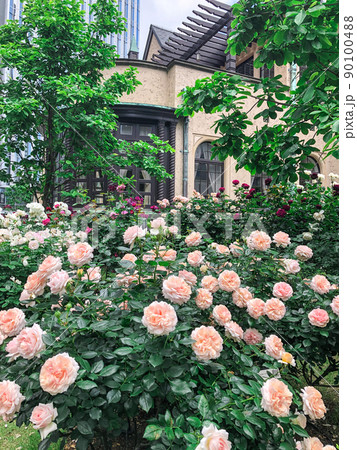 東京赤坂・東京ガーデンテラス紀尾井町のローズガーデン 90100488