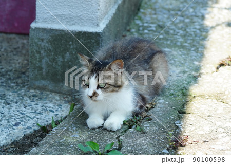 次のご飯までのんびりと待つ寂れた漁村の野良猫たち 90100598