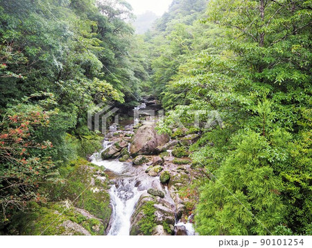 白谷雲水峡の風景 白谷雲水峡の風景 90101254