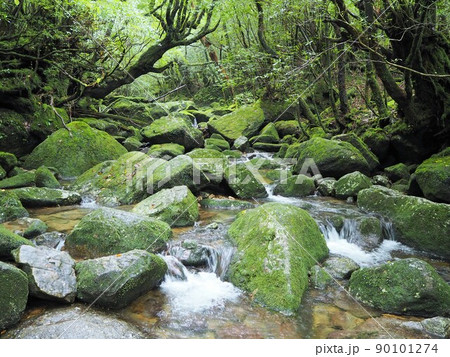 白谷雲水峡の風景 90101274