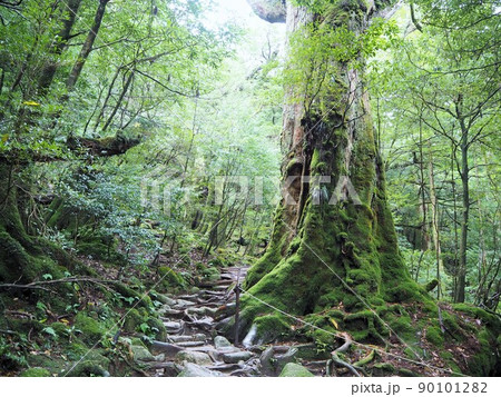 白谷雲水峡の風景 白谷雲水峡の風景 90101282