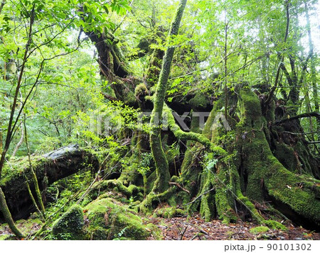 白谷雲水峡の風景 90101302