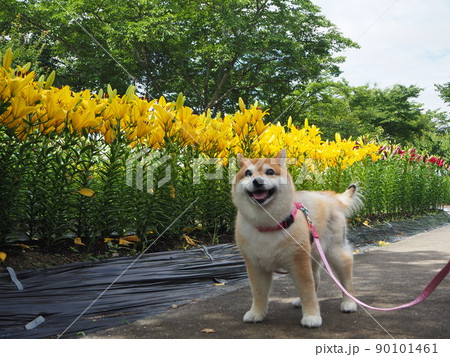 ささやま玉水ゆり園 90101461