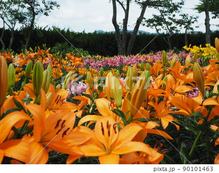 ささやま玉水ゆり園 90101463
