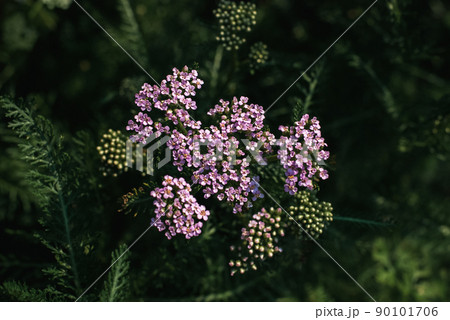 Pink yarrow at night, medicinal herb, milfoil plant blooming in the evening garden 90101706