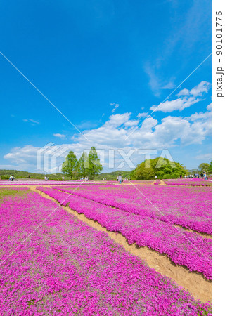 【世羅高原農場】花夢の里に咲く芝桜 【世羅高原農場】花夢の里に咲く芝桜 90101776