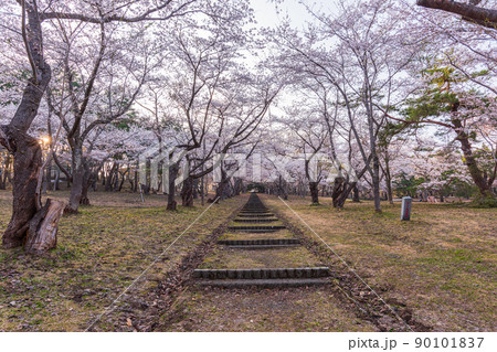 青森県ぶらぶら散歩、津軽弘前岩木山桜林公園 90101837