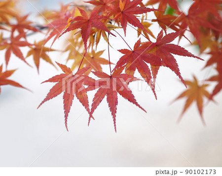 紅葉 モミジ 秋 紅葉 モミジ 秋 90102173