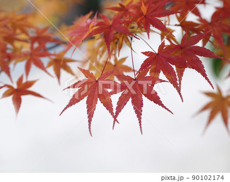 紅葉　モミジ　秋 90102174