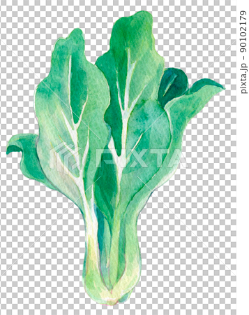 小松菜水彩插圖 90102179