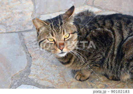 月の沙漠記念公園に住む不妊手術済みのさくら耳したさくらねこ 90102183