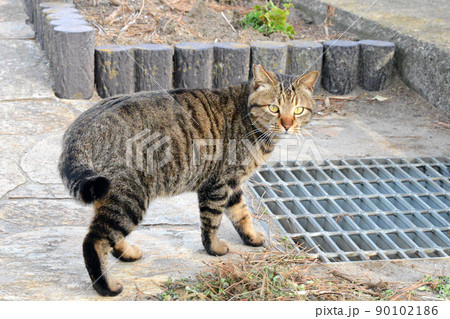 月の沙漠記念公園に住む不妊手術済みのさくら耳したさくらねこ 月の沙漠記念公園に住む不妊手術済みのさくら耳したさくらねこ 90102186