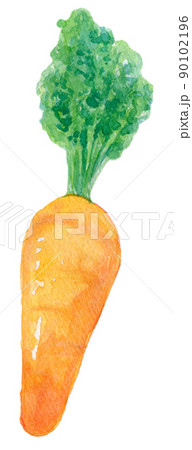 人参　水彩イラスト 90102196