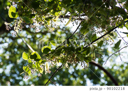 linden blossom in jun. beautiful nature background on a sunny day. branches in sunlight in front of a blue sky. plant used in medicine linden blossom in jun. beautiful nature background on a sunny day. branches in sunlight in front of a blue sky. plant used in medicine 90102218
