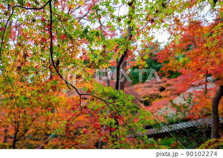 京都の祇王寺で見た、色鮮やかな紅葉と緑の葉 90102274