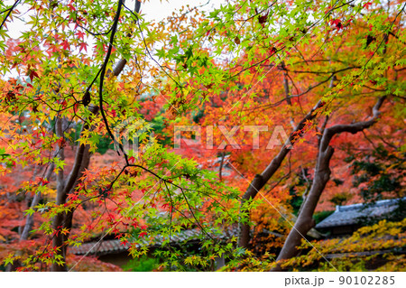京都の祇王寺で見た、色鮮やかな紅葉と緑の葉 90102285