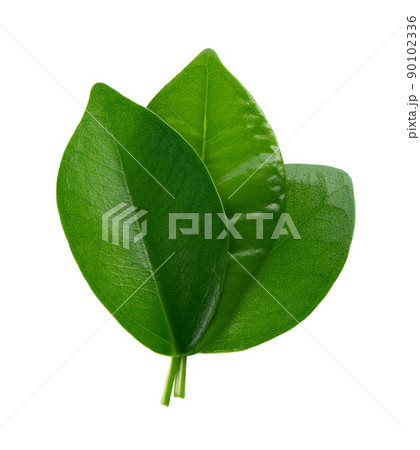 Green leaves isolated on white background. Top view. 90102336