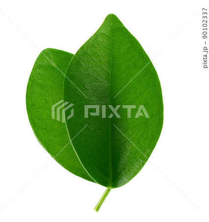 Green leaves isolated on white background. Top view. 90102337