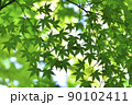 青もみじ Scene22 90102411