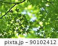 青もみじ Scene23 90102412