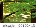 青もみじ Scene24 90102413