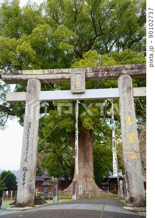 津江神社のクスノキの大木（福岡県八女市黒木町） 90102737