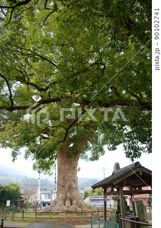 津江神社のクスノキの大木（福岡県八女市黒木町） 90102741