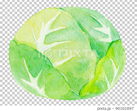 Cabbage watercolor illustration 90102897