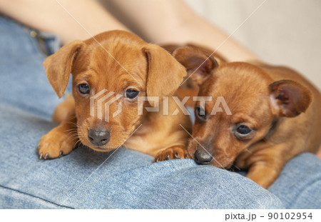 Two brown puppies are lying in the arms of a man. Little dogs on a girl's lap. C Two brown puppies are lying in the arms of a man. Little dogs on a girl's lap. C 90102954