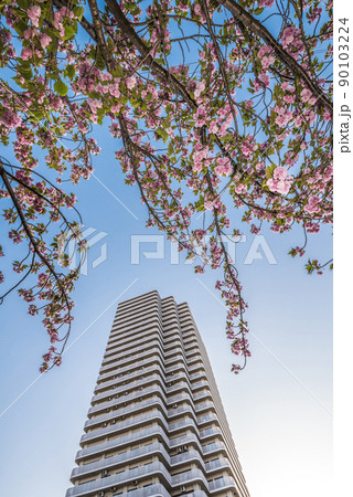 《愛知県》名古屋市　八重桜と高層ビル 90103224
