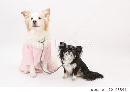 獣医姿にコスプレしたボーダーコリーと患者役のブラックタンのロングコートチワワ  90103341