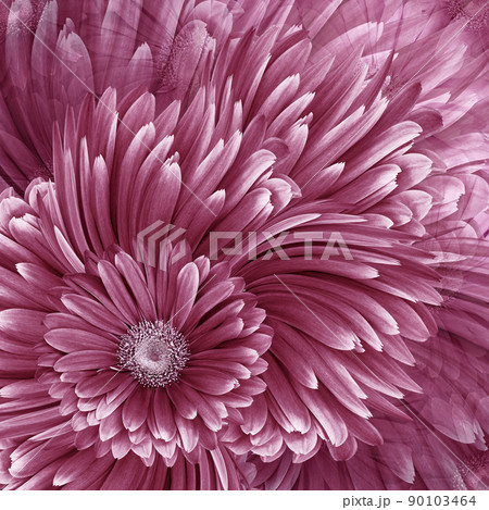 Beautiful floral background. Pink  gerbera flowers. Nature. 90103464
