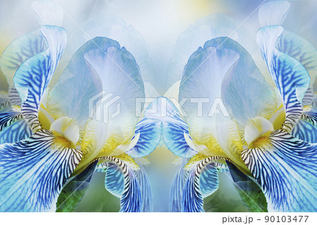 Spring bouquet of blue irises flowers on a white-blue background. Close-up.Greeting card. Nature. Spring bouquet of blue irises flowers on a white-blue background. Close-up.Greeting card. Nature. 90103477