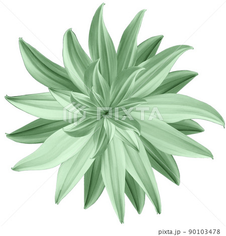 light green  flower lotus on white  isolated background with clipping path.  Closeup.  no shadows. For design.  Nature. 90103478