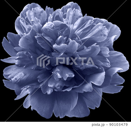 Purple peony flower on black isolated background with clipping path. For design. Closeup. Nature. Purple peony flower on black isolated background with clipping path. For design. Closeup. Nature. 90103479