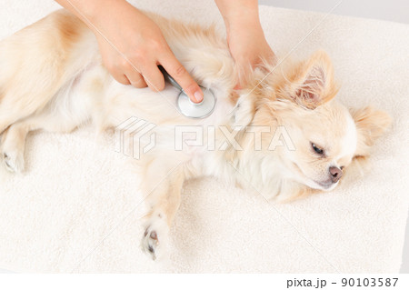 メディカルチェックのため心音を確認してもらうロングコートチワワ メディカルチェックのため心音を確認してもらうロングコートチワワ 90103587