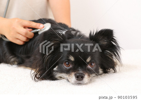 メディカルチェックのため心音を確認してもらうロングコートチワワ  90103595