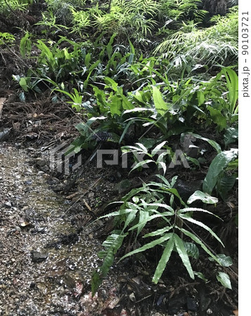 緑が生い茂る横を水が流れている風景 90103721