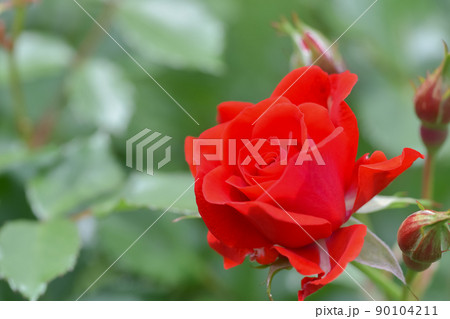 真っ赤な薔薇 真っ赤な薔薇 90104211