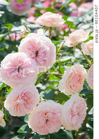 淡いピンクの薔薇（マリアテレジア）Mariatheresia 90104407