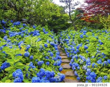 【秋田県】男鹿半島 雲昌寺の紫陽花 死ぬまでに行きたい絶景 【秋田県】男鹿半島 雲昌寺の紫陽花 死ぬまでに行きたい絶景 90104926