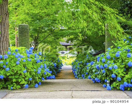 【秋田県】男鹿半島 雲昌寺の紫陽花 死ぬまでに行きたい絶景 【秋田県】男鹿半島 雲昌寺の紫陽花 死ぬまでに行きたい絶景 90104954